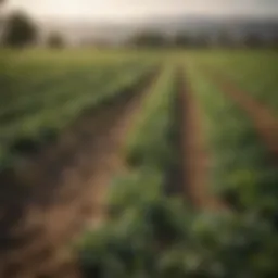 A lush agricultural landscape showcasing diverse crops