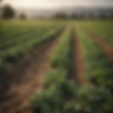 A lush agricultural landscape showcasing diverse crops