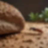 Exterminator inspecting a termite-infested area